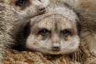 Meerkat family sleeping together Botanical Print